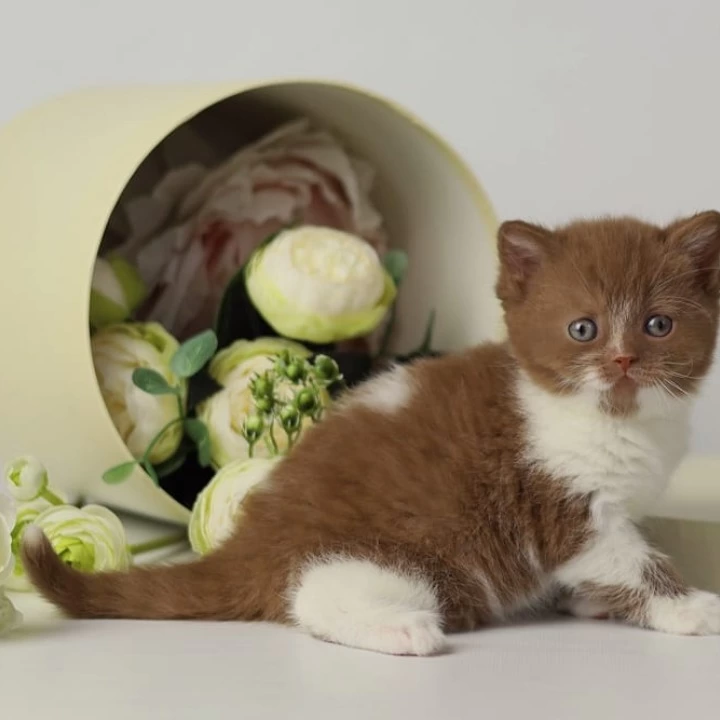 Udacha British Shorthair Kittens | Kitten for sale. 