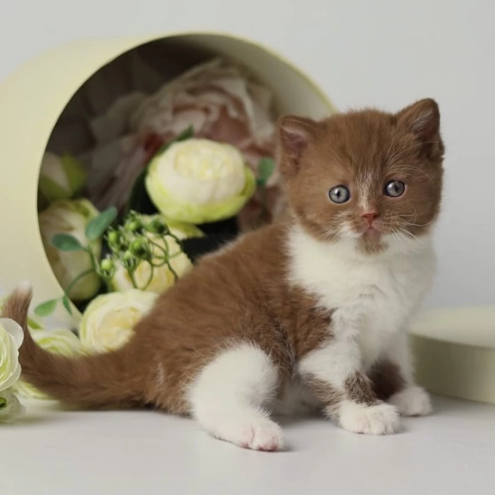 Udacha British Shorthair Kittens | Kitten for sale. 