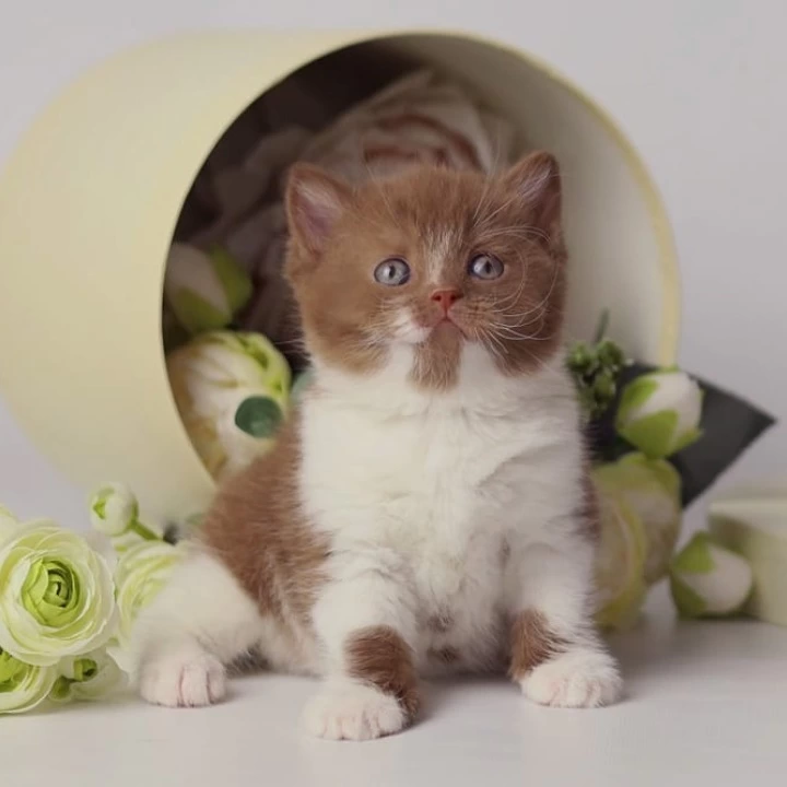 Udacha British Shorthair Kittens | Kitten for sale. 