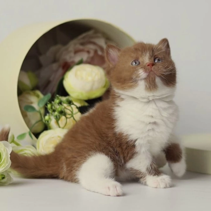Udacha British Shorthair Kittens | Kitten for sale. 