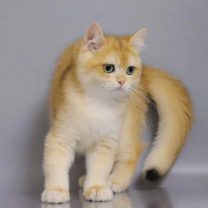 Weter British Shorthair Kittens | Buy a kitten. 