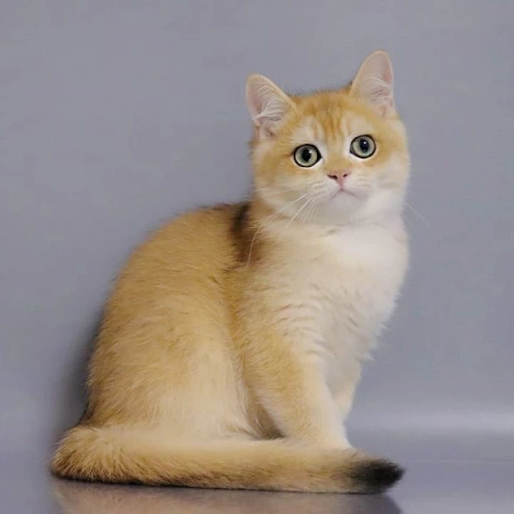 Weter British Shorthair Kittens | Buy a kitten. 