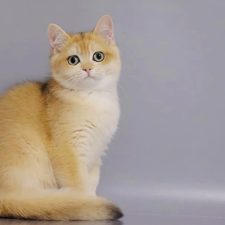 Weter British Shorthair Kittens | Buy a kitten. 