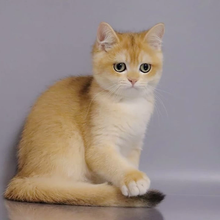 Weter British Shorthair Kittens | Buy a kitten. 