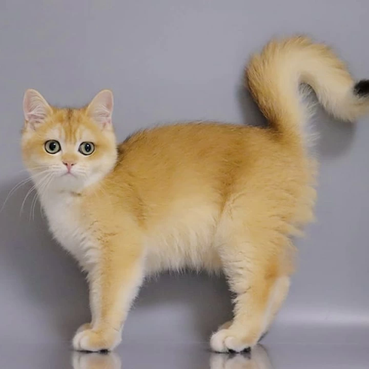 Weter British Shorthair Kittens | Buy a kitten. 