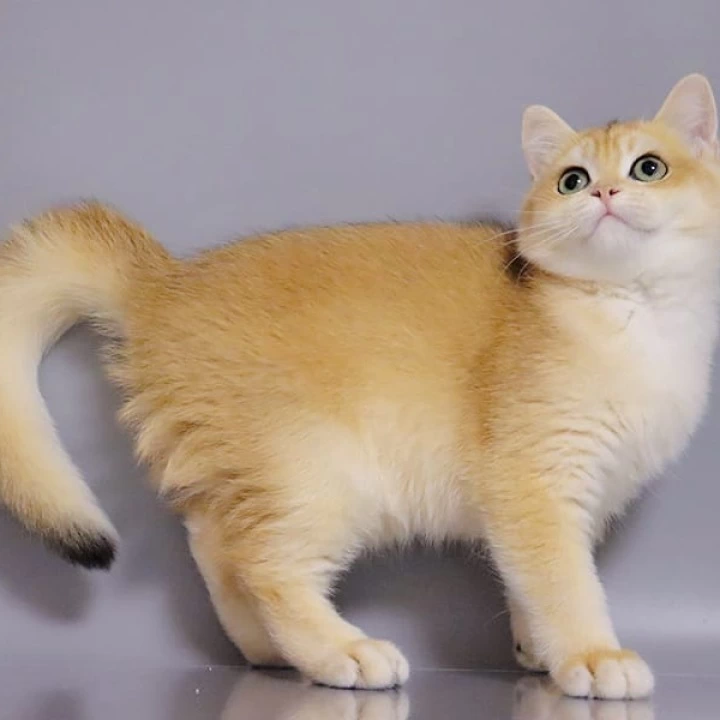 Weter British Shorthair Kittens | Buy a kitten. 