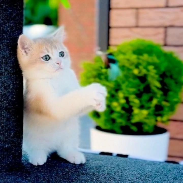 Jonny British Shorthair Kittens | Buy a kitten. 