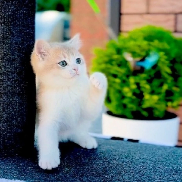 Jonny British Shorthair Kittens | Buy a kitten. 
