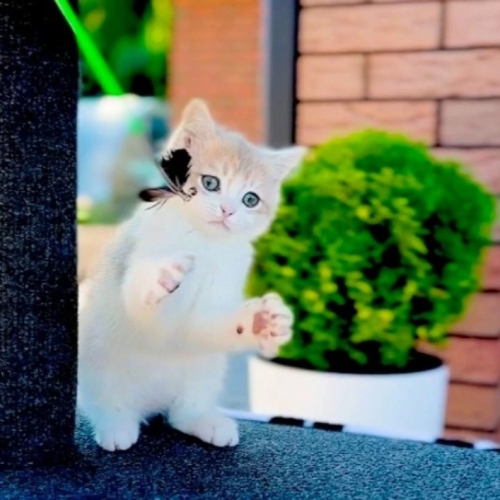 Jonny British Shorthair Kittens | Buy a kitten. 