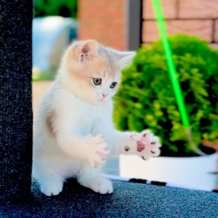 Jonny British Shorthair Kittens | Buy a kitten. 