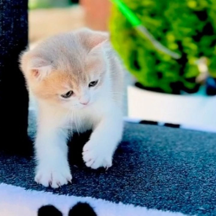 Jonny British Shorthair Kittens | Buy a kitten. 