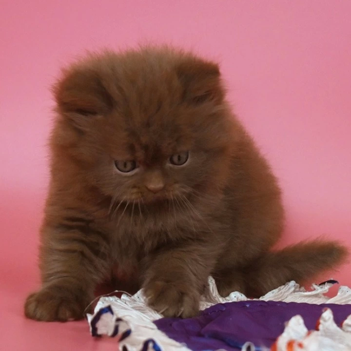Orfi Longhair British Shorthair Kittens | Kittens for sale. 