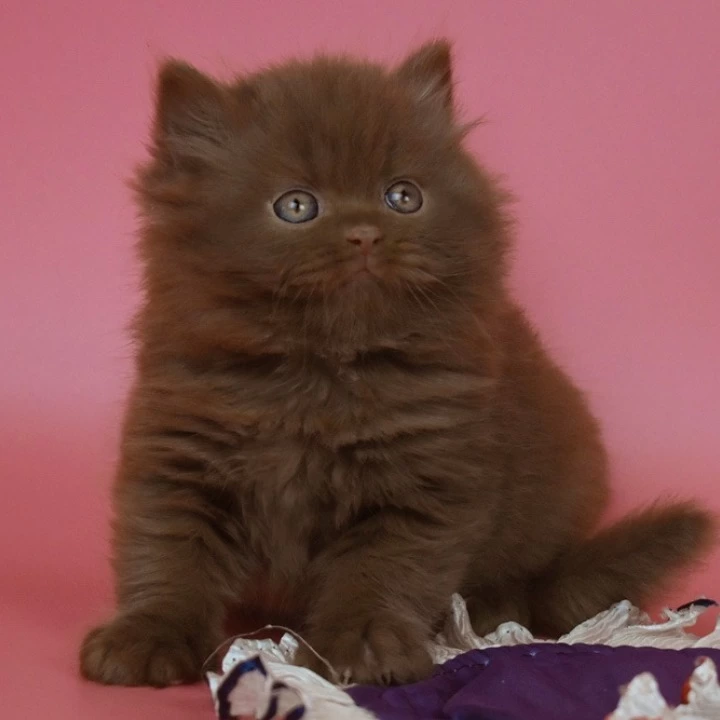 Orfi Longhair British Shorthair Kittens | Kittens for sale. 