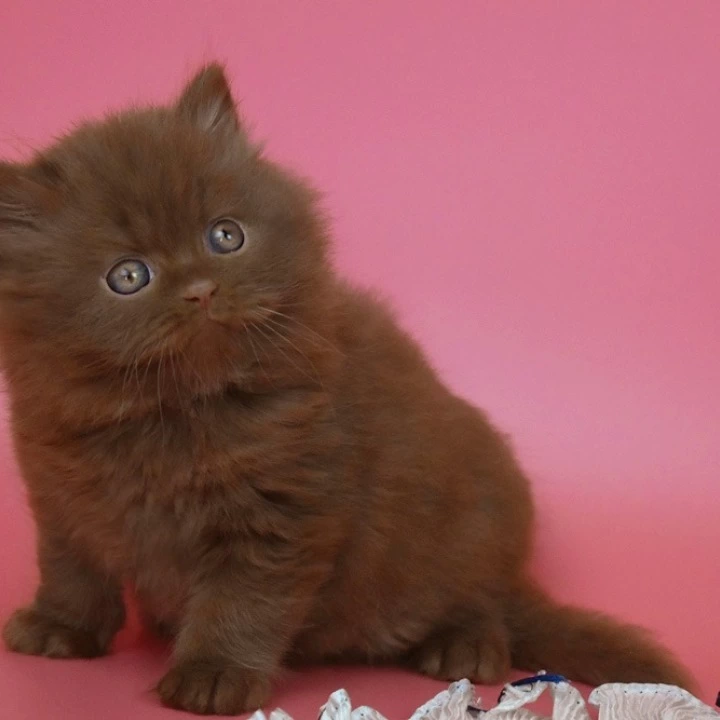 Orfi Longhair British Shorthair Kittens | Kittens for sale. 