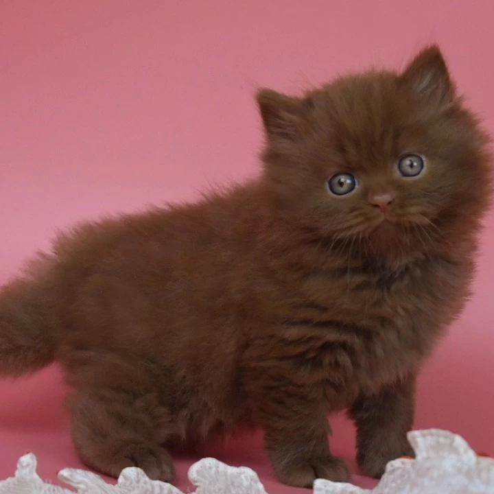 Orfi Longhair British Shorthair Kittens | Kittens for sale. 