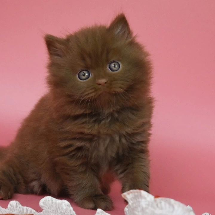 Orfi Longhair British Shorthair Kittens | Kittens for sale. 