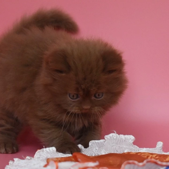 Orfi Longhair British Shorthair Kittens | Kittens for sale. 