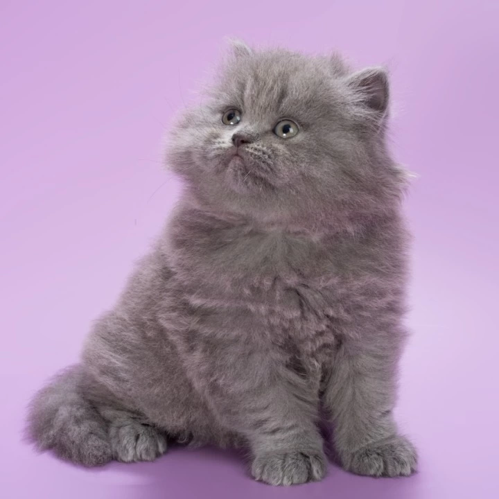 Elli Longhair British Shorthair Kittens | Kitten for sale. 