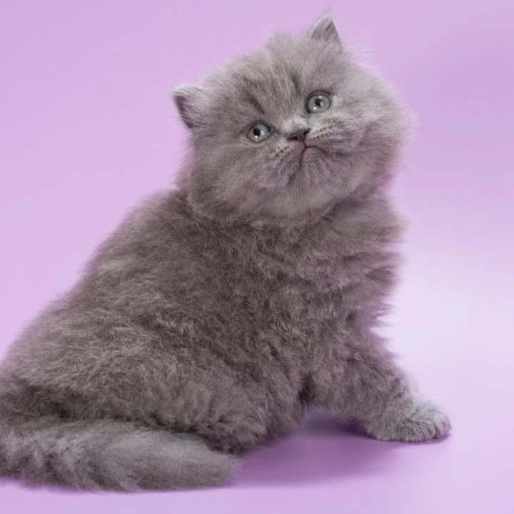 Elli Longhair British Shorthair Kittens | Kitten for sale. 