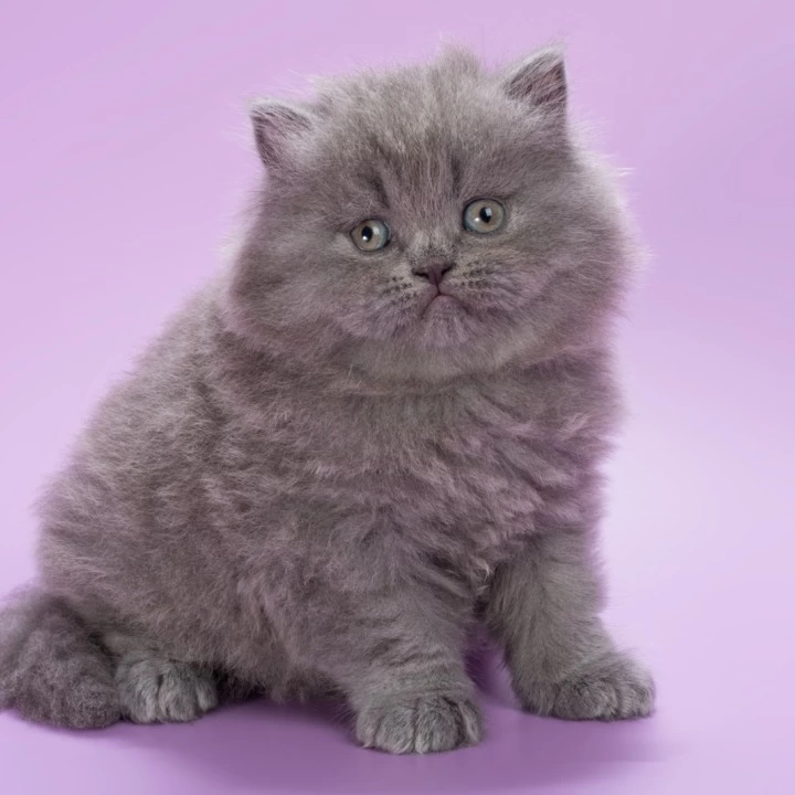 Elli Longhair British Shorthair Kittens | Kitten for sale. 