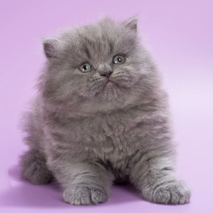 Elli Longhair British Shorthair Kittens | Kitten for sale. 