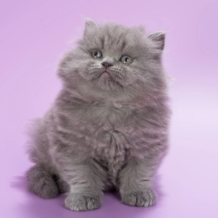 Elli Longhair British Shorthair Kittens | Kitten for sale. 