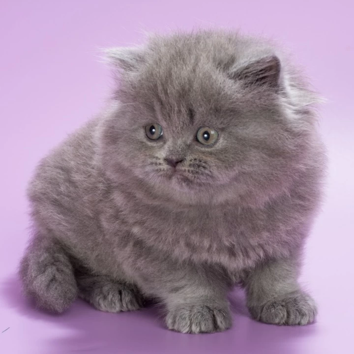Elli Longhair British Shorthair Kittens | Kitten for sale. 