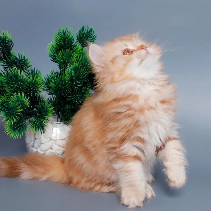 Lima Longhair Scottish Straight/Fold  Kittens | Buy a kitten. 