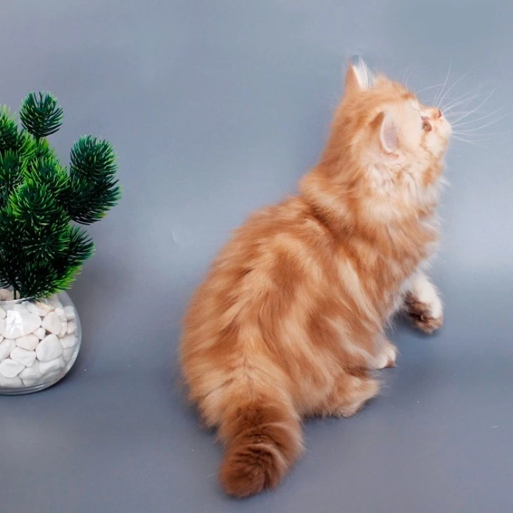 Lima Longhair Scottish Straight/Fold Kittens | Buy a kitten.