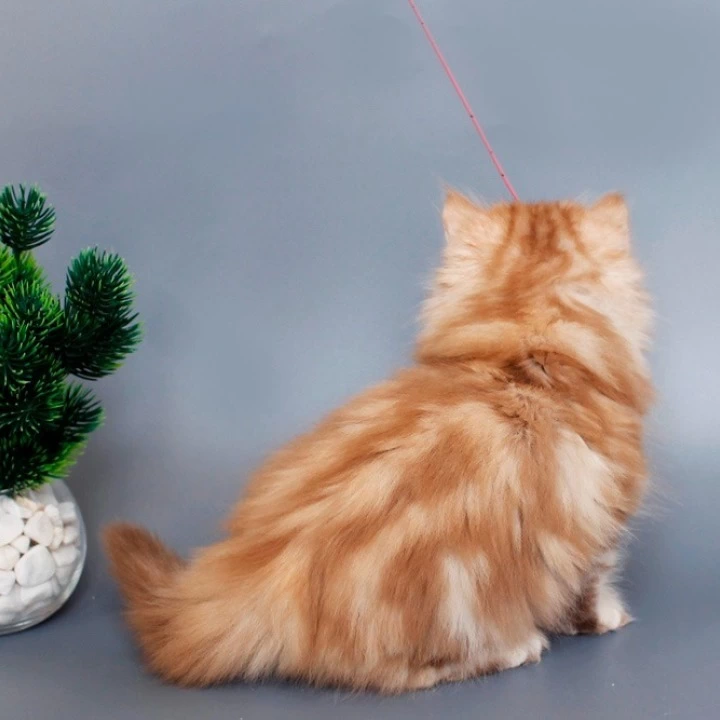 Lima Longhair Scottish Straight/Fold Kittens | Buy a kitten.