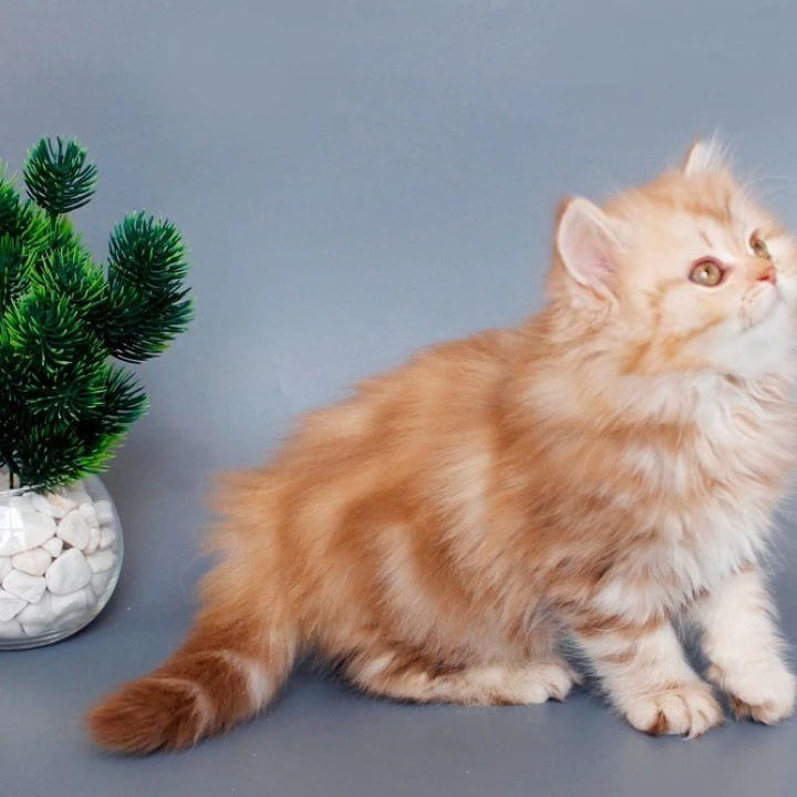 Lima Longhair Scottish Straight/Fold  Kittens | Buy a kitten. 