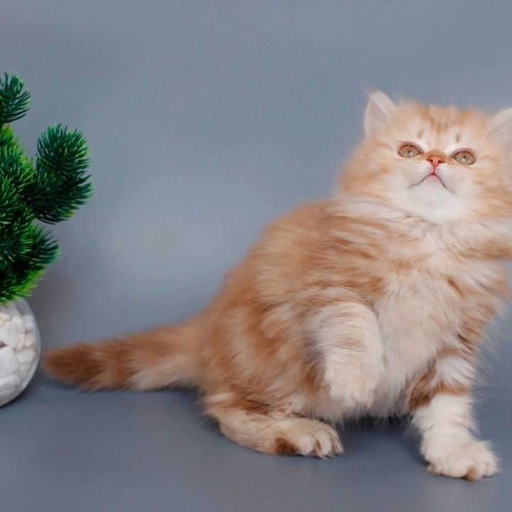 Lima Longhair Scottish Straight/Fold Kittens | Buy a kitten.