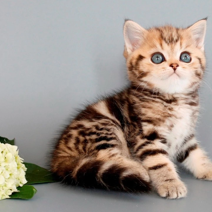 Nizar British Shorthair Kittens | Large selection of kittens. 