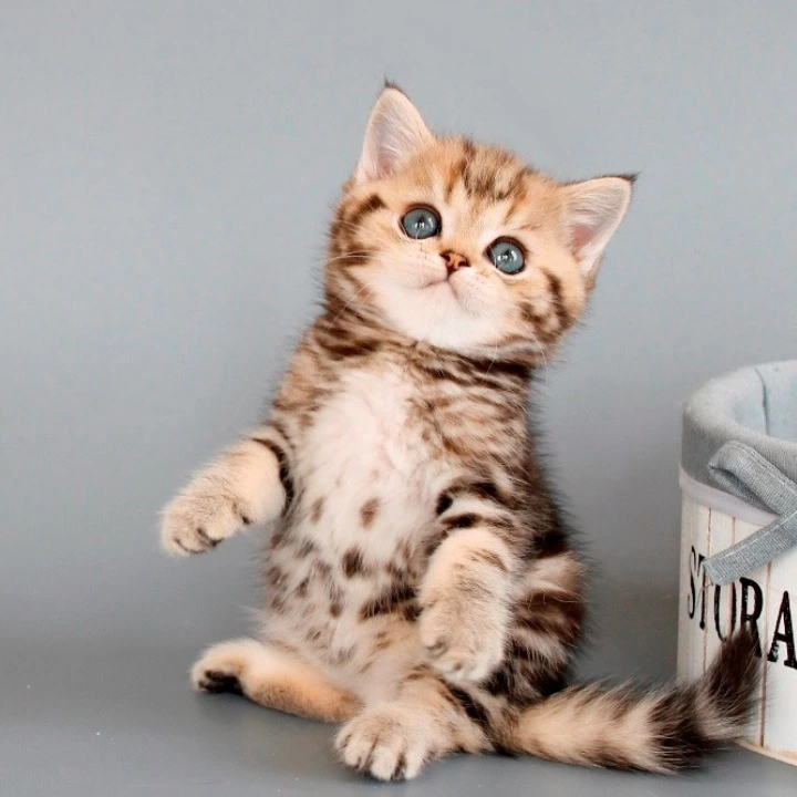 Nizar British Shorthair Kittens | Large selection of kittens.