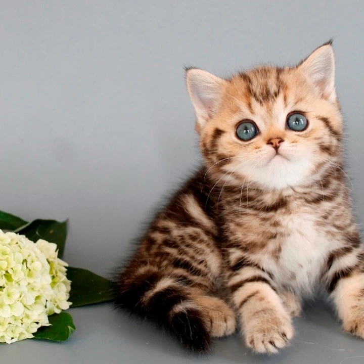 Nizar British Shorthair Kittens | Large selection of kittens.