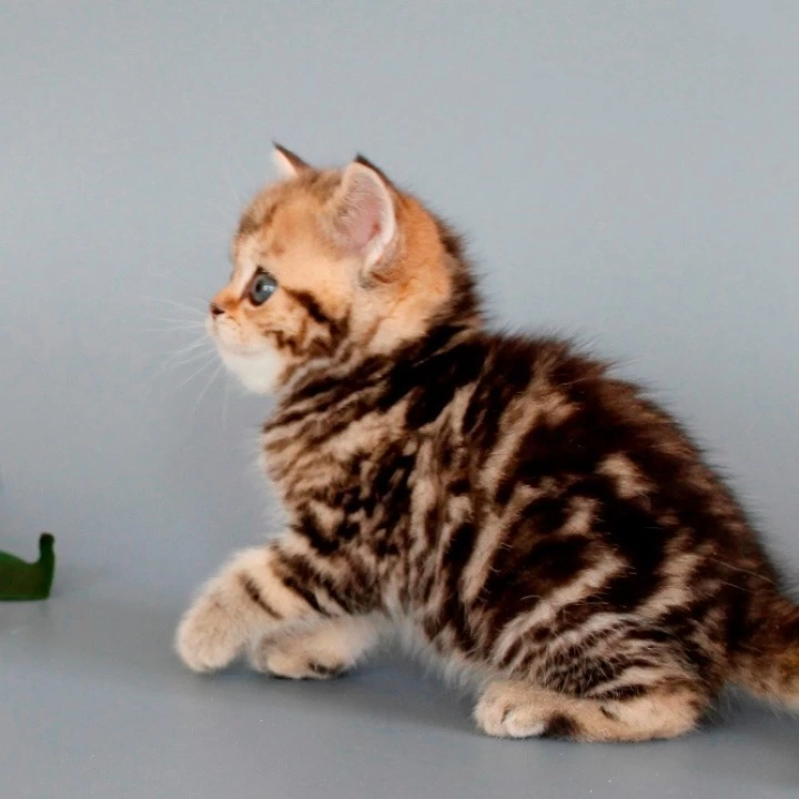 Nizar British Shorthair Kittens | Large selection of kittens.