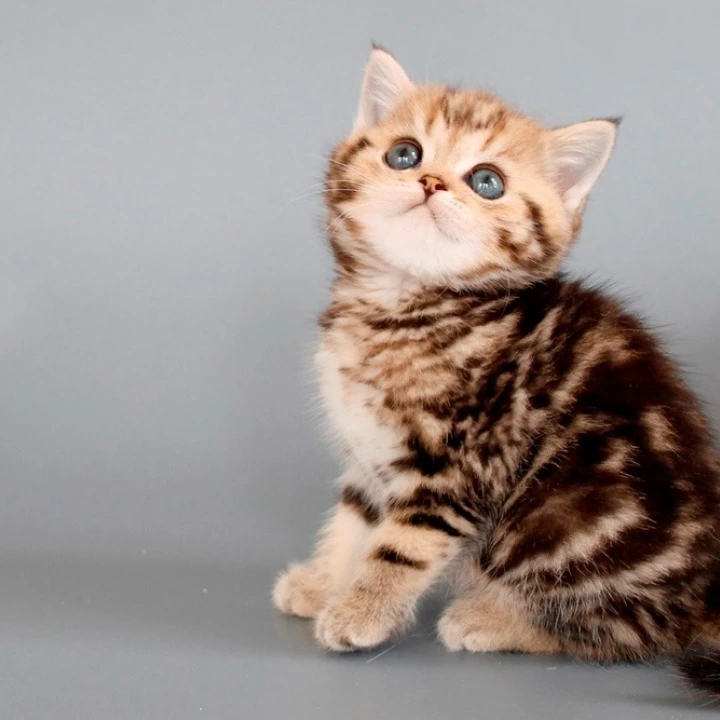 Nizar British Shorthair Kittens | Large selection of kittens. 