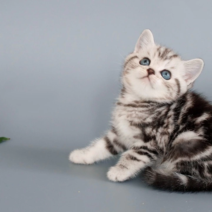 Nobl British Shorthair Kittens | Kitten for sale. 