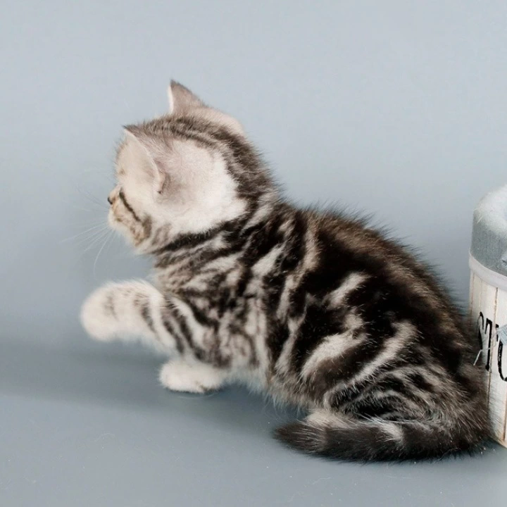 Nobl British Shorthair Kittens | Kitten for sale. 
