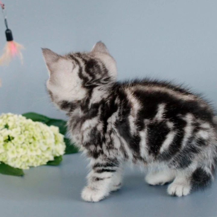 Nobl British Shorthair Kittens | Kitten for sale. 