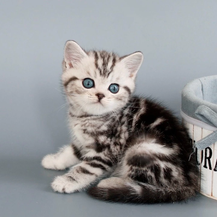 Nobl British Shorthair Kittens | Kitten for sale. 