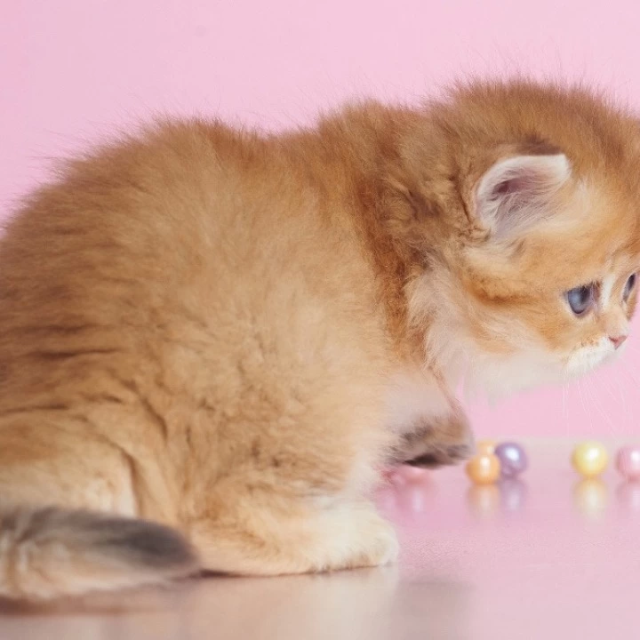 Ezhevika Longhair British Shorthair Kittens | Kittens for sale. 