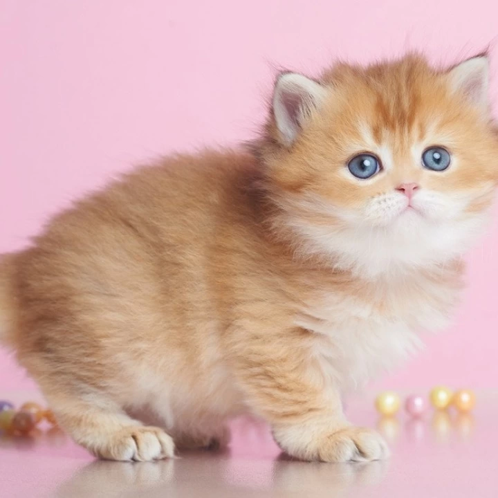 Ezhevika Longhair British Shorthair Kittens | Kittens for sale. 