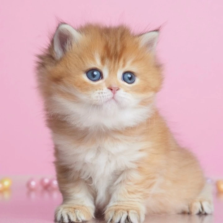 Ezhevika Longhair British Shorthair Kittens | Kittens for sale. 