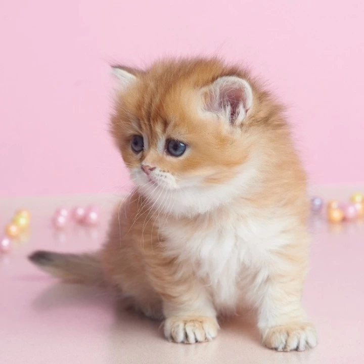 Ezhevika Longhair British Shorthair Kittens | Kittens for sale. 