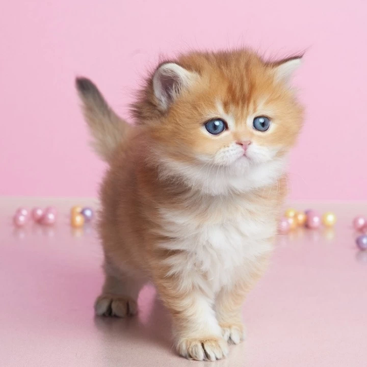 Ezhevika Longhair British Shorthair Kittens | Kittens for sale. 