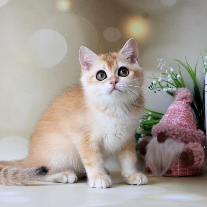 Nike British Shorthair Kittens | Kittens for sale. 