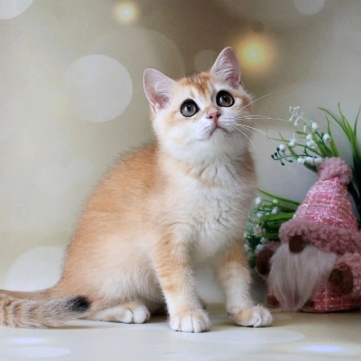 Nike British Shorthair Kittens | Kittens for sale. 