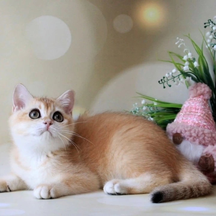 Nike British Shorthair Kittens | Kittens for sale. 