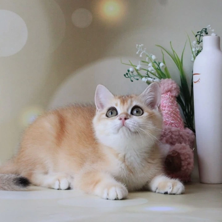 Nike British Shorthair Kittens | Kittens for sale. 